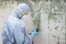 Best Mold Odor Removal Services  in South St Paul, MN